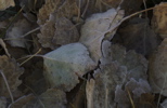 frosty leaves